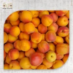 Egyptian Apricot