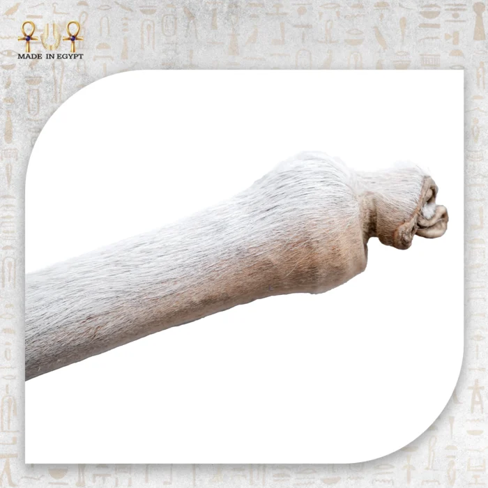 ⁦عصا نوبية⁩ - الصورة ⁦2⁩