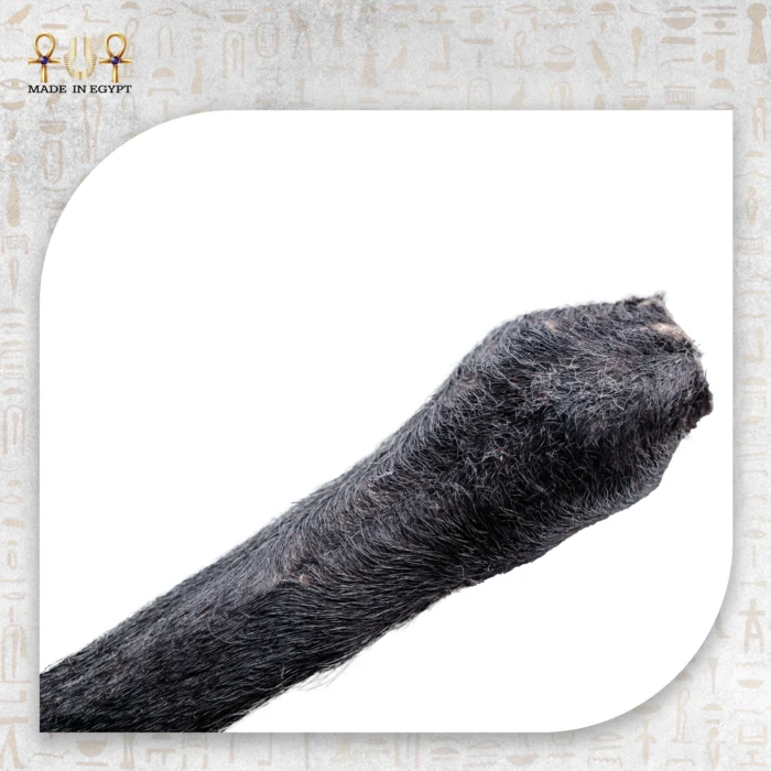 Aswan Cane - Image 2