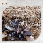 ⁦وعاء كنز الأعماق⁩ - الصورة ⁦3⁩