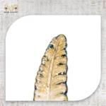 ⁦علامة كتب ريزن على شكل ريشة ذهبية⁩ - الصورة ⁦2⁩