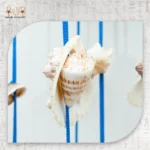 Starfish & White Seashell Hanging Décor - Image 4